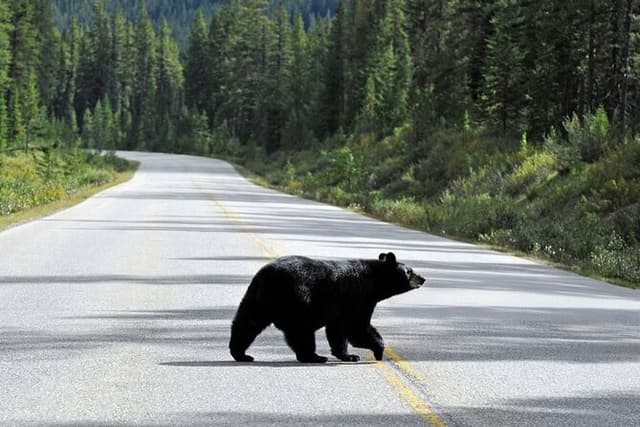 Banff Wildlife & Scenic Highlights Private Premium Tour