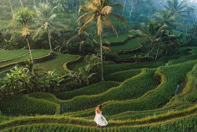 Half Day Tour: Discover Best of Ubud in 5 Hours