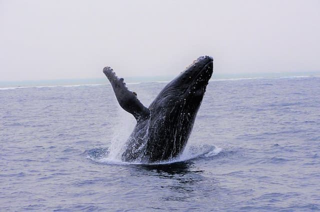Okinawa Whale Watching Tour Chatan Departure