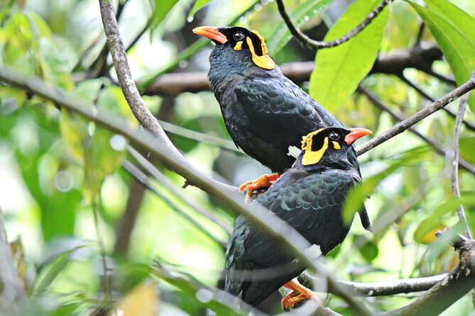 Best Bird Watching Tours & Wildlife Experiences in Colombo