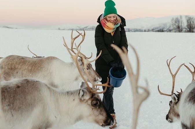 Compare Arctic Reindeer Tours in Tromsø