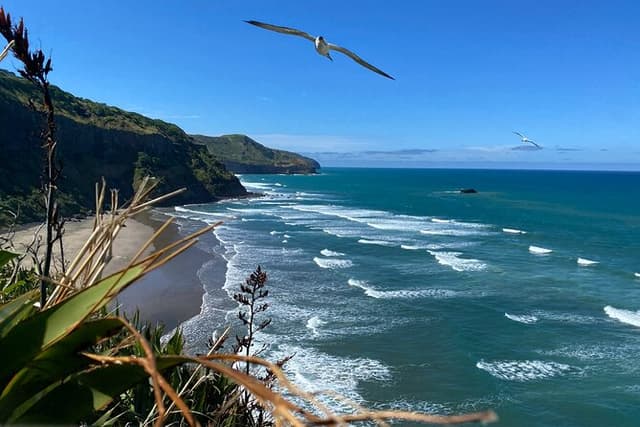 Black Sand Beaches & Birds Auckland Sightseeing Tour