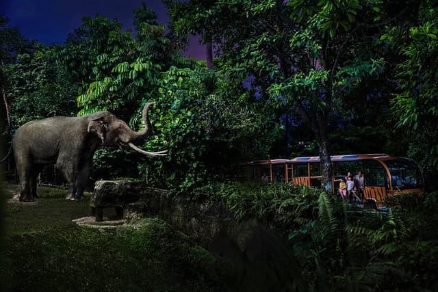 Singapore Night Safari Entry Ticket with Tram