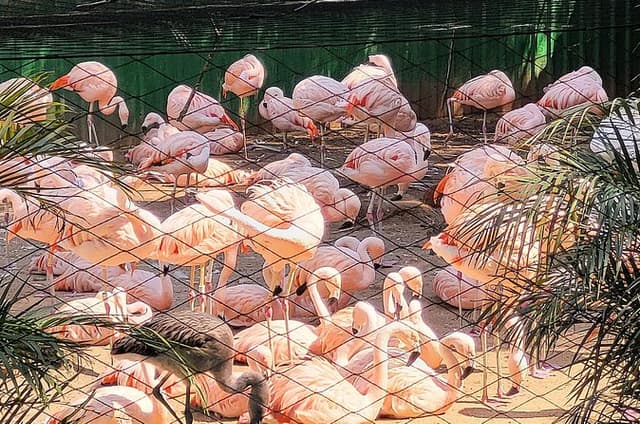Guided visit to the Zoo of São Paulo