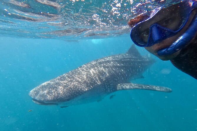 La Paz Whale Shark Snorkeling