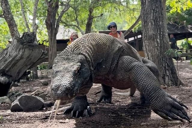 Daily Open Trip Komodo Including Sunset