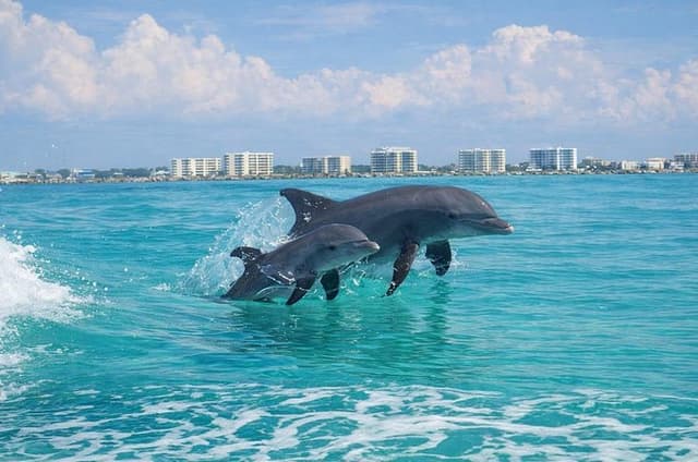 Destin Dolphin Cruise