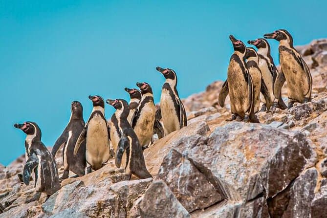 Ballestas Islands Tour - Ica