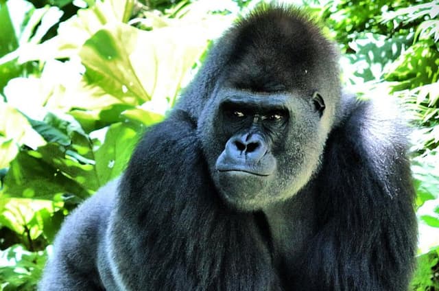 Gorilla Trekking Adventure in Bwindi Impenetrable Forest