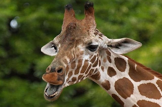Giraffe Experience and Safari Wine Tour at Grapetown Vineyard