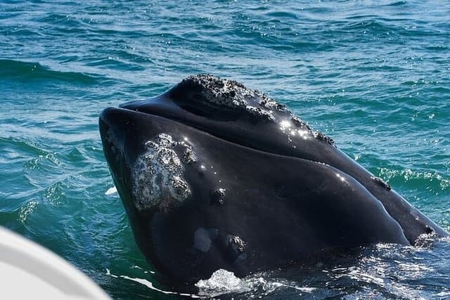 Hermanus Whale Watching and Wine Experience from Cape Town
