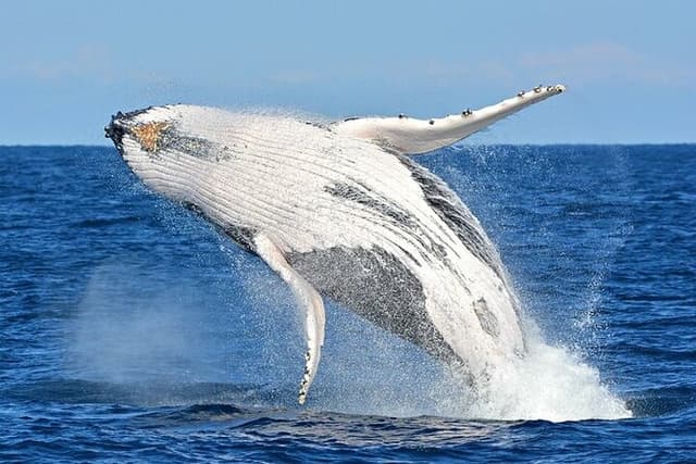 Hermanus Day Tour Whale Watching and Scenic Coastal Drive