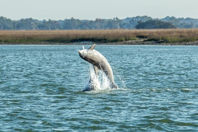 Dolphin Discovery Sunset Cruise
