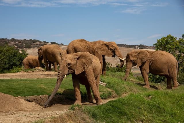 San Diego Zoo Safari Park 1-Day Pass: Any Day Ticket