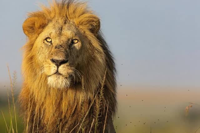 Private Safari and Game Drive Masai Mara