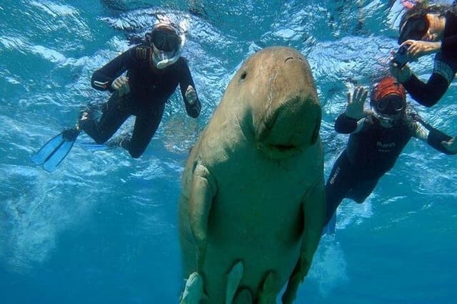 Marsa Mubarak Snorkeling Tour Swim with Dugongs & Sea Turtles