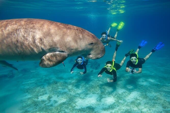 Swim With Dolphins: Sataya Marsa Alam Guide