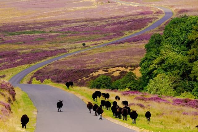 Afternoon Tour North York Moors National Park