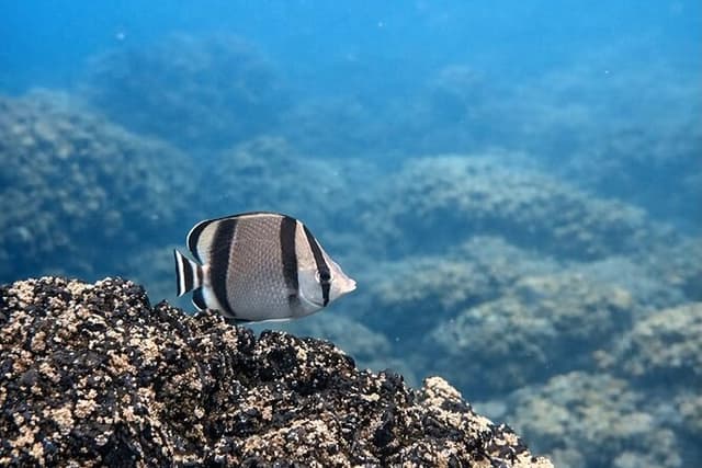 Award-Winning Turtle Island Snorkeling Tour,Marine Life & Views.