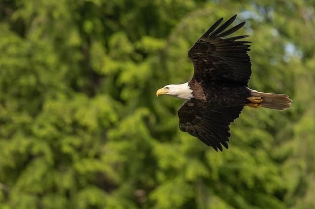 Where the Wild Things Soar Sitka Bird Bear Salmon Run Tour