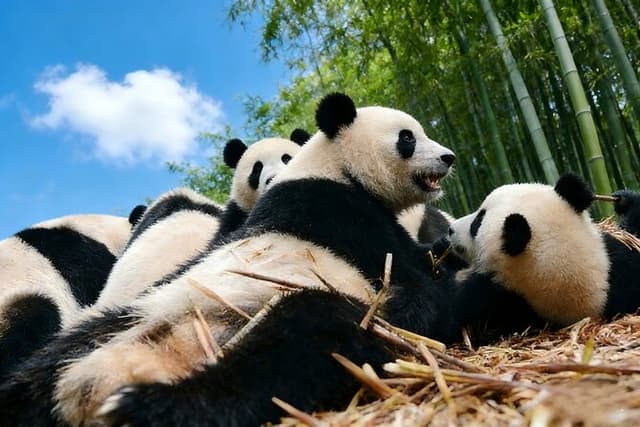 Chengdu One Day Trip from Xiamen by Air: Leshan Giant Buddha, Pandas and More
