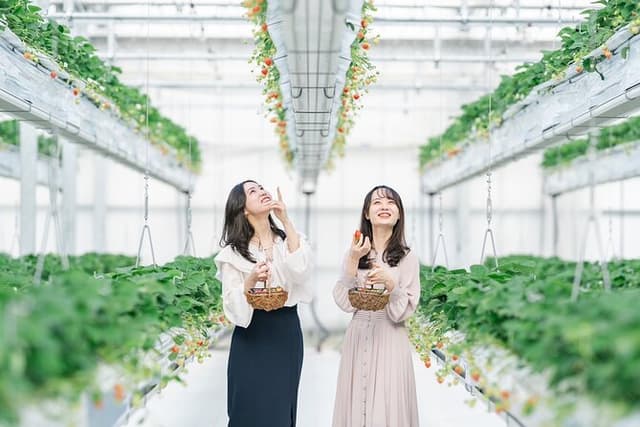 YokaBus Fukuoka Uminonakamichi, Strawberry Farm and Chinkokuji