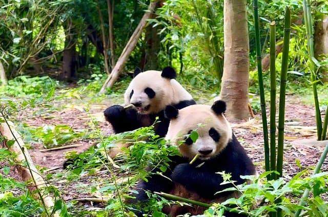 All Inclusive Chengdu Private Day Tour to Panda Breeding Base andCity Highlights