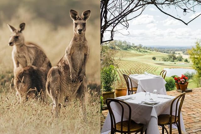 Wildlife, Wineries and History || Luxury Private Tour From Sydney
