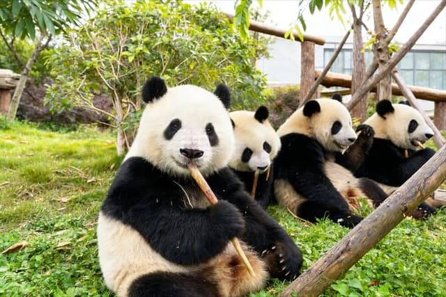 Private Chongqing Bullet Train Trip to Leshan Giant Buddha and Pandas in Chengdu