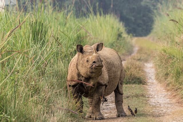 Luxury Chitwan Safari Package Experience (3 Days)