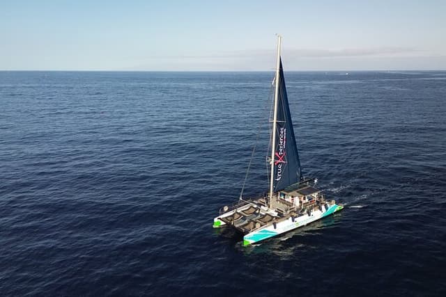 Whale Watching and Listening Eco Catamaran Tour with Food Tasting