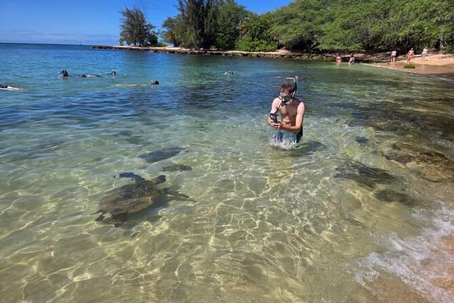 Oahu Small-Group Circle Island Tour with Turtle Snorkeling
