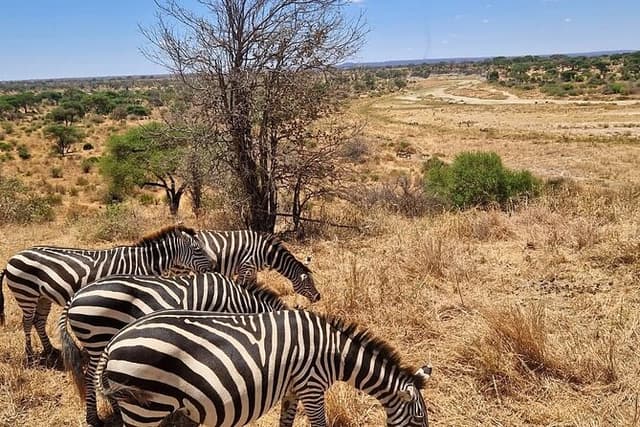Tarangire National Park Joining Group Day Safari