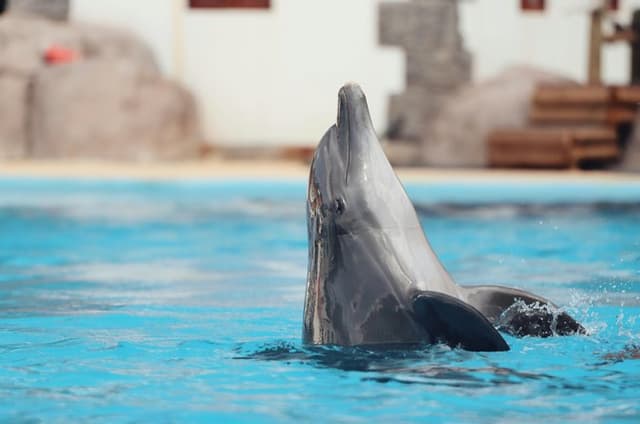 Wildlife : Zoo, Park and Family Time