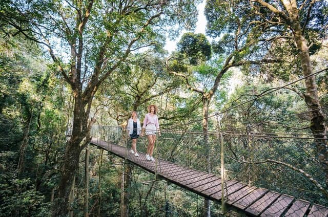Lamington National Park, O'Reilly's & Vineyard Tour
