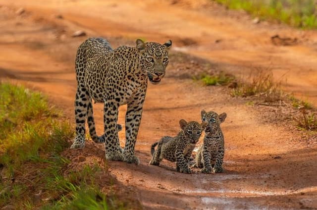 Special leopard & Elephants safari - Yala - 04.30 am to 11.30 am
