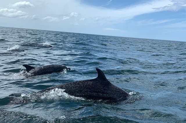 Whale Watching Adventure in San Juan del Sur with Dinner