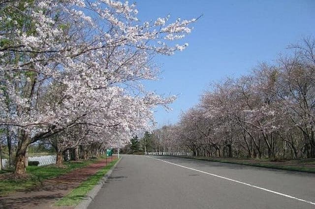 Hokkaido Otaru Cherry Blossoms Day Trip from Sapporo
