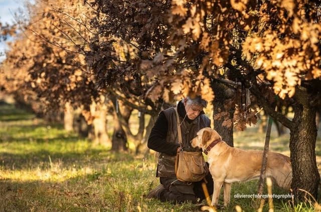 Day Trip from Avignon Truffle Hunting Uzès Pont du Gard and Wine
