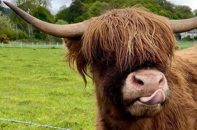 Classic Highland Shore Tour from Invergordon