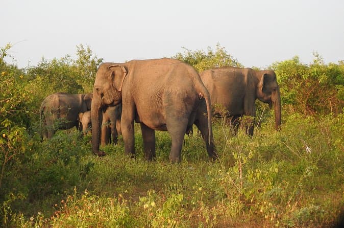 Compare Top Bundala & Yala Safari Adventures