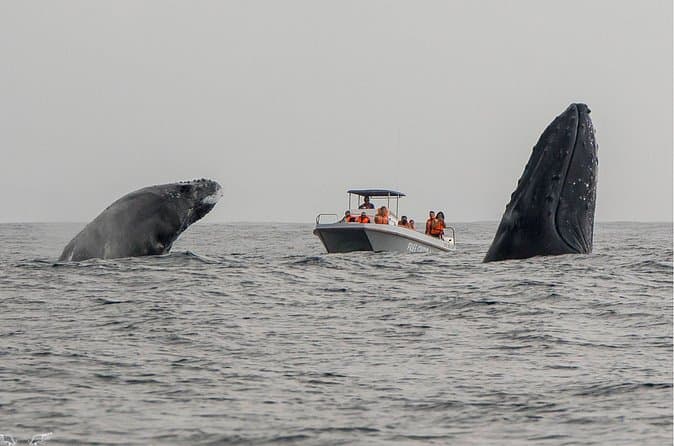 Top-Rated Shore Excursions in St Lucia