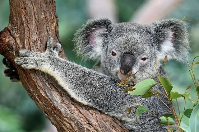 Australian Wildlife and Wine Tasting