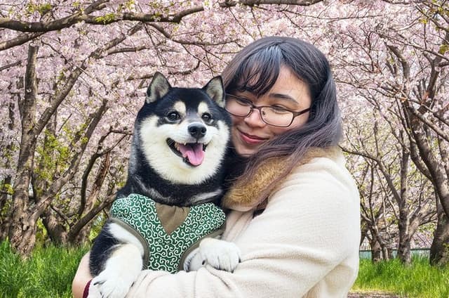 Tokyo Private Cherry Blossom Tour with a Shiba Inu & Shrine Walk