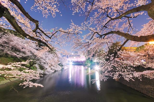 Tokyo Cherry Blossom Night Tour – Private Yozakura Experience