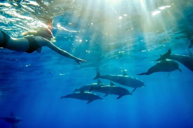 Mnemba Island Dolphin Watching and Snorkeling Tour in Zanzibar