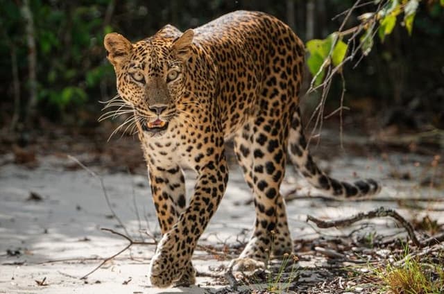 Wilpattu National Park Safari Tour