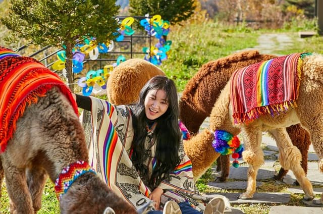 Alpaca World, Nami Island with optional Railbike Tour from Seoul