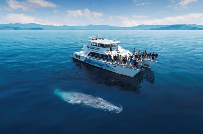 Best Auckland Dolphin & Whale Eco-Cruises Compared