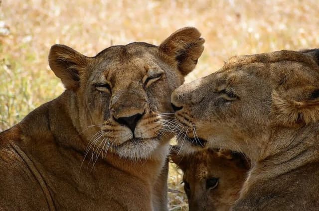 5 Day Midrange Tanzania Safari Adventure